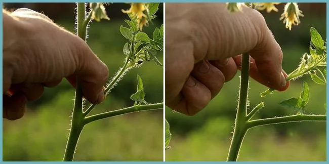 для чего делают пасынкование культур