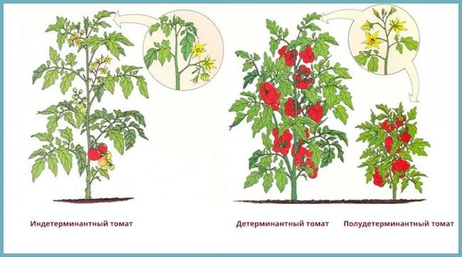 какие бывают кусты томата